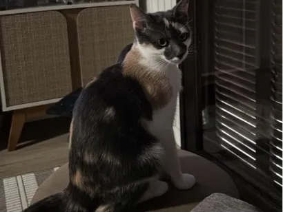 Gato raça SRD-ViraLata idade 2 a 6 meses nome Mia
