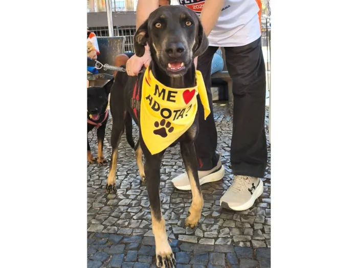 Cachorro raça SRD-ViraLata idade 1 ano nome Rex