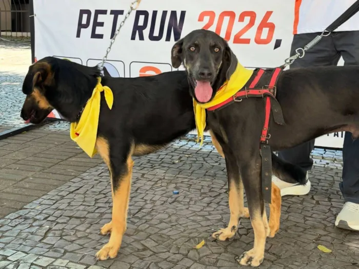 Cachorro raça SRD-ViraLata idade 1 ano nome Rex