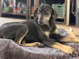 Rex