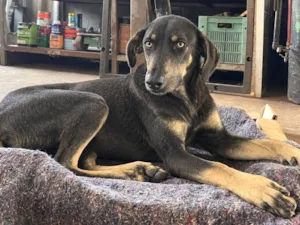 Cachorro raça SRD-ViraLata idade 1 ano nome Rex