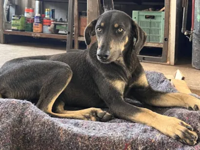 Cachorro raça SRD-ViraLata idade 1 ano nome Rex