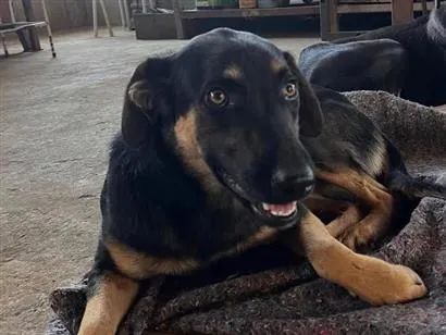 Cachorro raça SRD-ViraLata idade 1 ano nome João Pedro