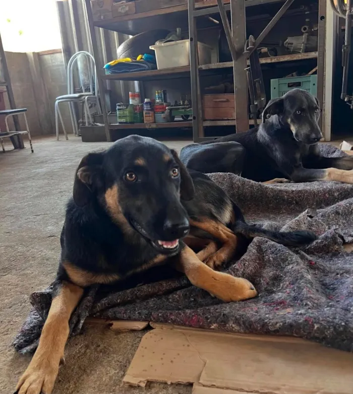 Cachorro raça SRD-ViraLata idade 1 ano nome João Pedro