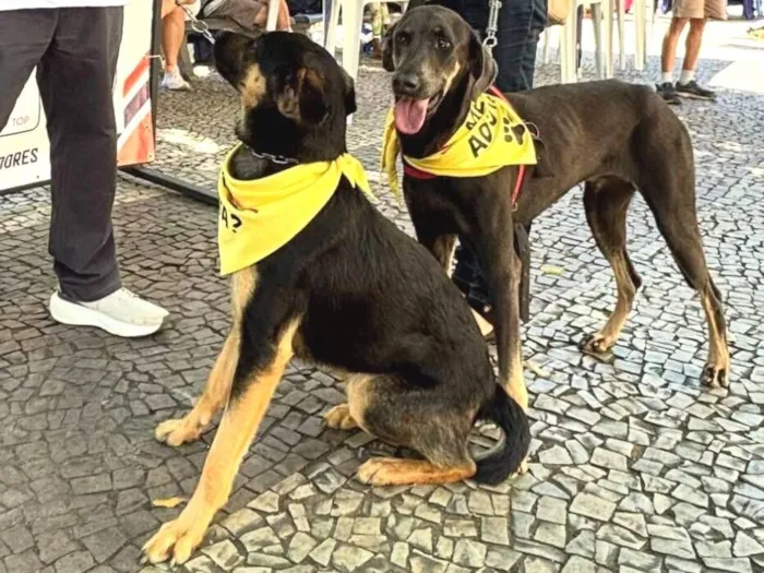 Cachorro raça SRD-ViraLata idade 1 ano nome João Pedro