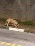 Perdido em cotia