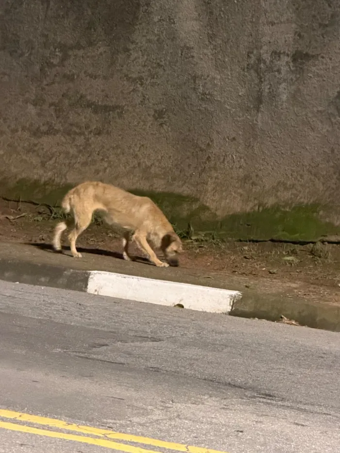 Cachorro raça SRD-ViraLata idade 2 anos nome Perdido em cotia