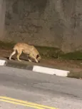 Perdido em cotia