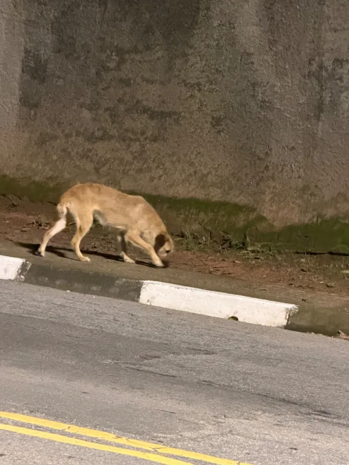 Cachorro raça SRD-ViraLata idade 2 anos nome Perdido em cotia