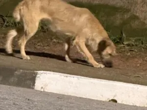 Cachorro raça SRD-ViraLata idade 2 anos nome Perdido em cotia