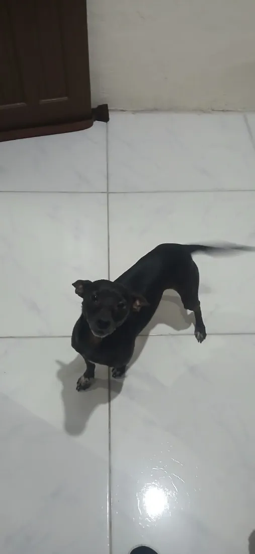 Cachorro raça SRD-ViraLata idade 6 ou mais anos nome Lupy