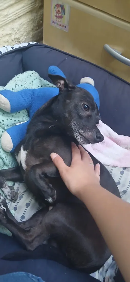 Cachorro raça SRD-ViraLata idade 6 ou mais anos nome Lupy