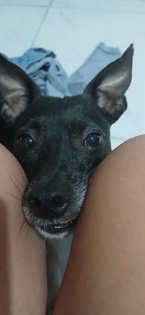 Cachorro raça SRD-ViraLata idade 6 ou mais anos nome Lupy