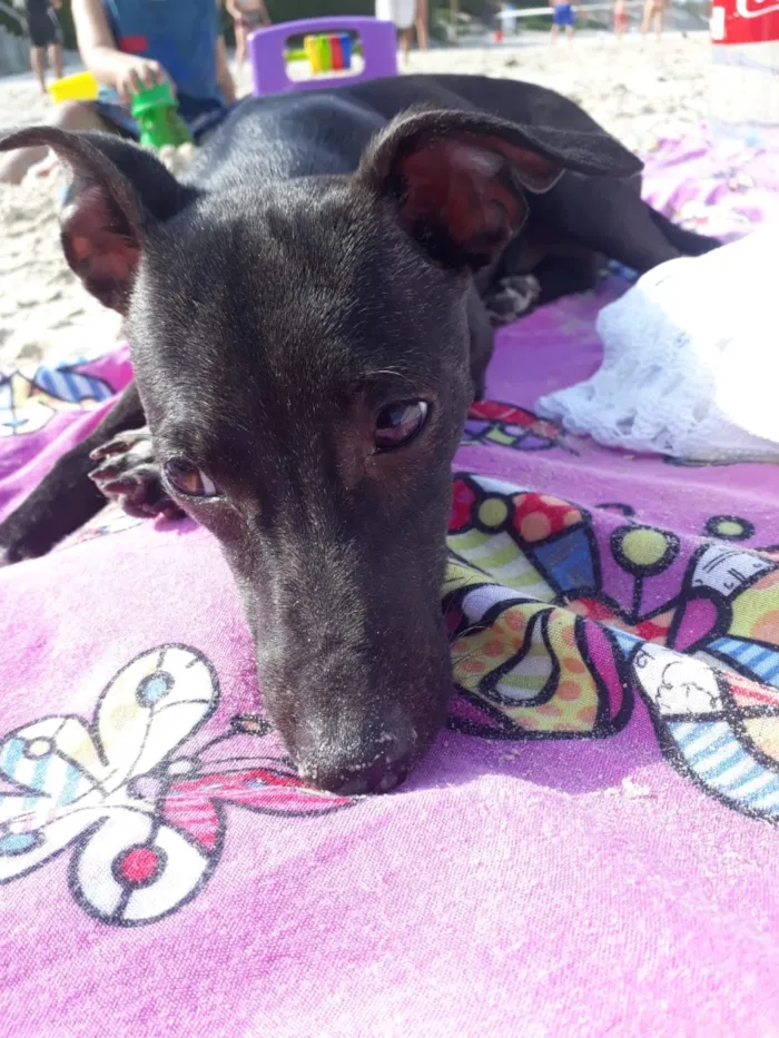 Cachorro raça SRD-ViraLata idade 6 ou mais anos nome Lupy