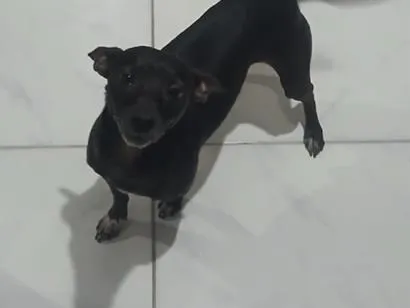 Cachorro raça SRD-ViraLata idade 6 ou mais anos nome Lupy