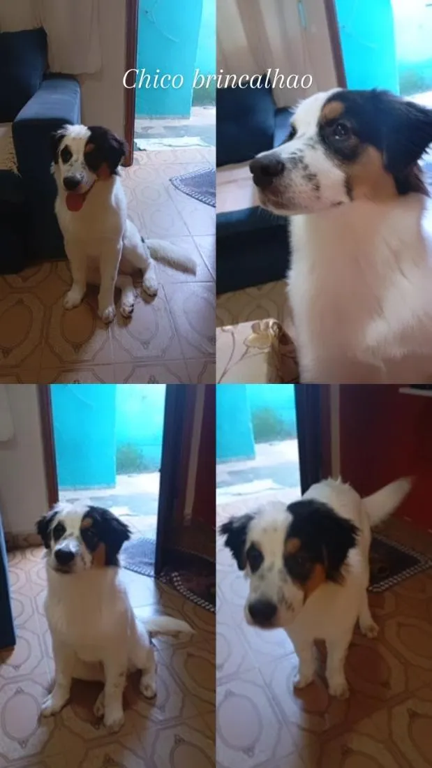 Cachorro raça SRD-ViraLata idade 7 a 11 meses nome Chico