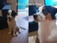 Chico