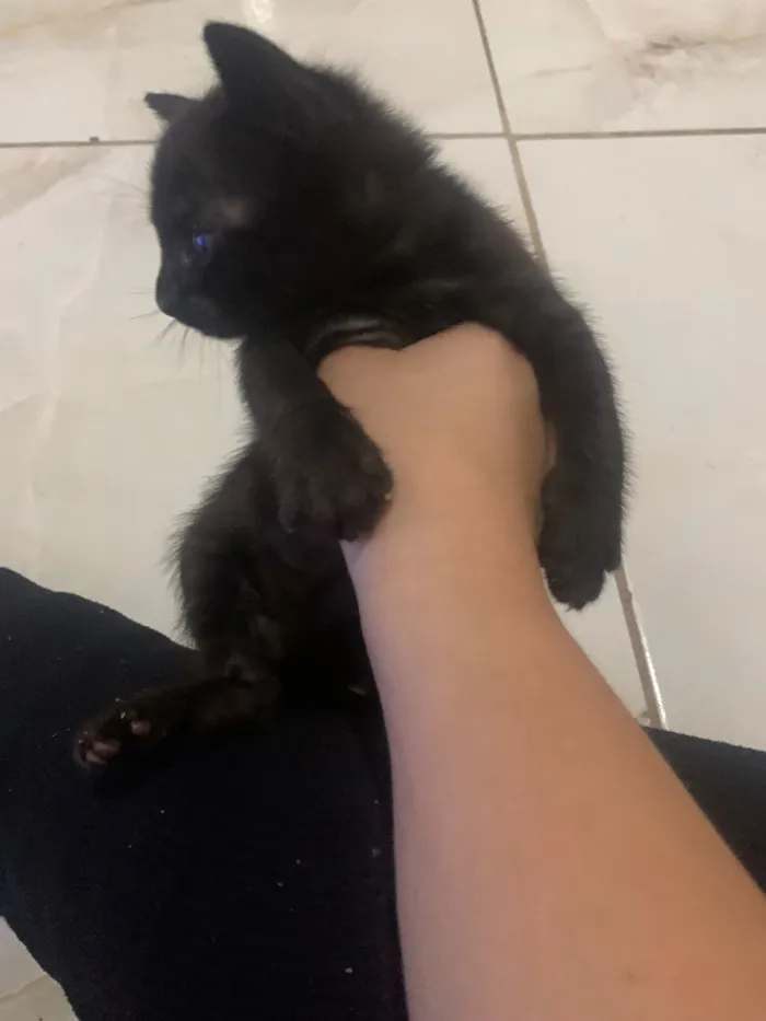 Gato raça SRD-ViraLata idade Abaixo de 2 meses nome Lara