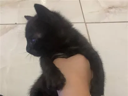 Gato raça SRD-ViraLata idade Abaixo de 2 meses nome Lara