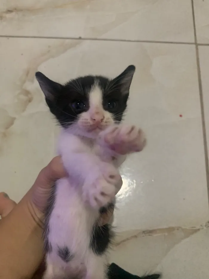 Gato raça SRD-ViraLata idade Abaixo de 2 meses nome Ainda não tem