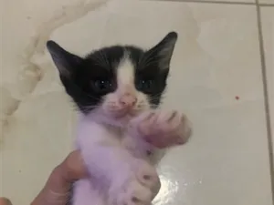 Gato raça SRD-ViraLata idade Abaixo de 2 meses nome Ainda não tem