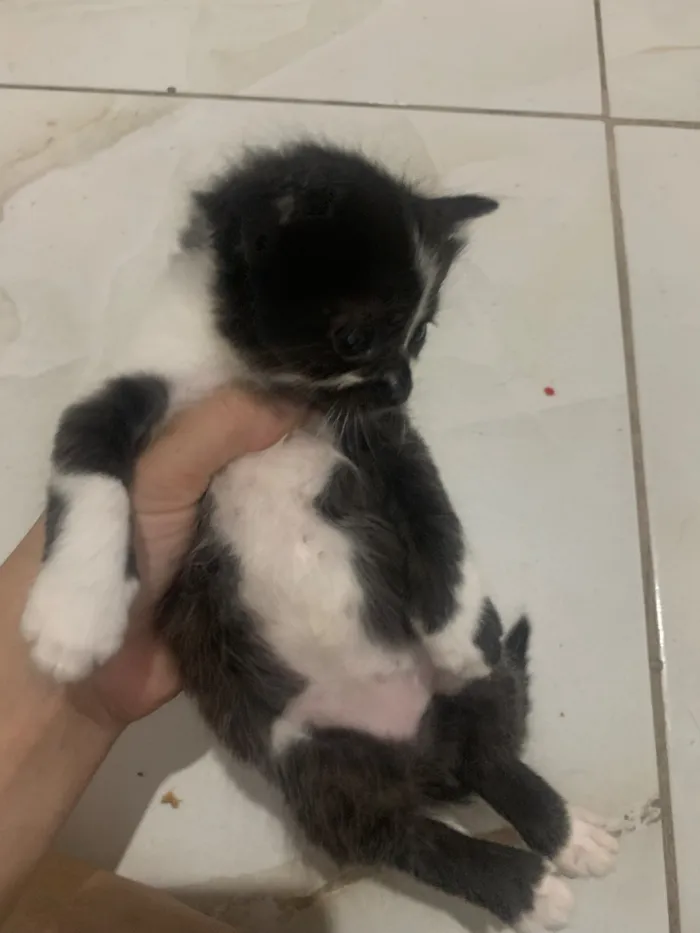 Gato raça SRD-ViraLata idade Abaixo de 2 meses nome 3 gatinhas