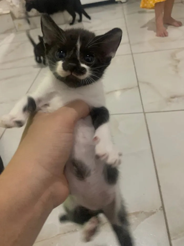 Gato raça SRD-ViraLata idade Abaixo de 2 meses nome 3 gatinhas