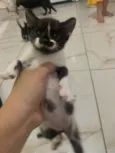 3 gatinhas