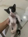 3 gatinhas