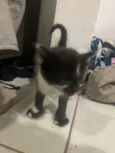 3 gatinhas
