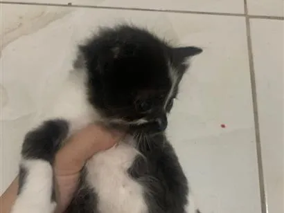 Gato raça SRD-ViraLata idade Abaixo de 2 meses nome 3 gatinhas