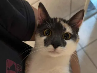 Gato raça SRD-ViraLata idade 2 a 6 meses nome Mia