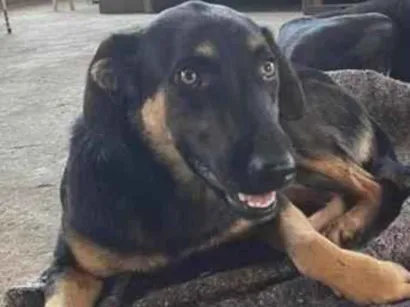 Cachorro raça SRD-ViraLata idade 1 ano nome João Pedro