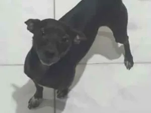 Cachorro raça SRD-ViraLata idade 6 ou mais anos nome Lupy