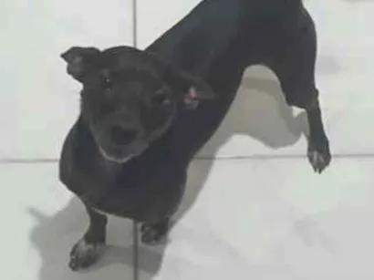 Cachorro raça SRD-ViraLata idade 6 ou mais anos nome Lupy