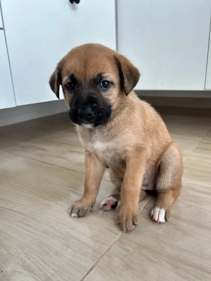 Cachorro raça SRD-ViraLata idade Abaixo de 2 meses nome Bola