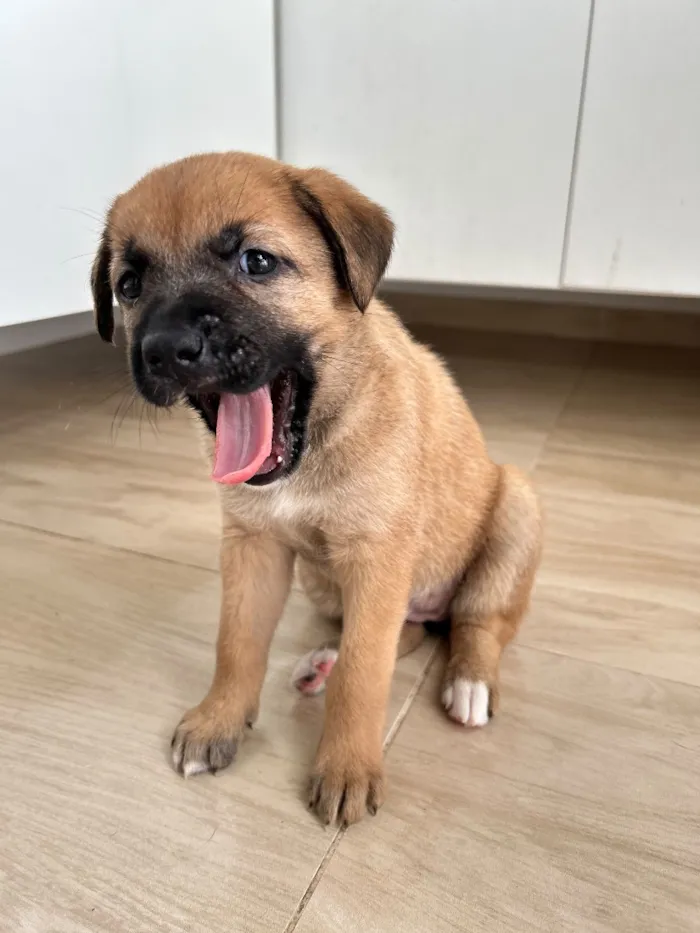 Cachorro raça SRD-ViraLata idade Abaixo de 2 meses nome Bola