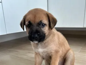 Cachorro raça SRD-ViraLata idade Abaixo de 2 meses nome Bola