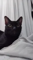 Pepê