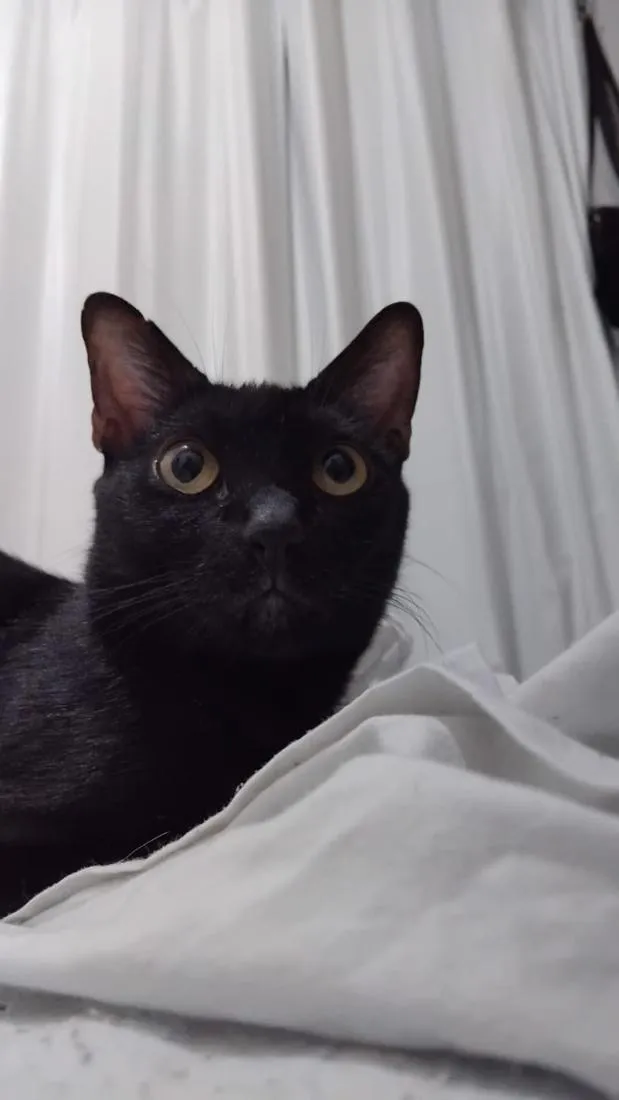 Gato raça SRD-ViraLata idade 5 anos nome Pepê