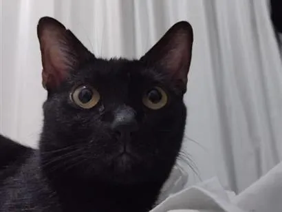 Gato raça SRD-ViraLata idade 5 anos nome Pepê