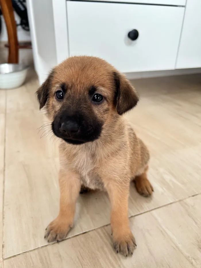 Cachorro raça SRD-ViraLata idade Abaixo de 2 meses nome Minduim