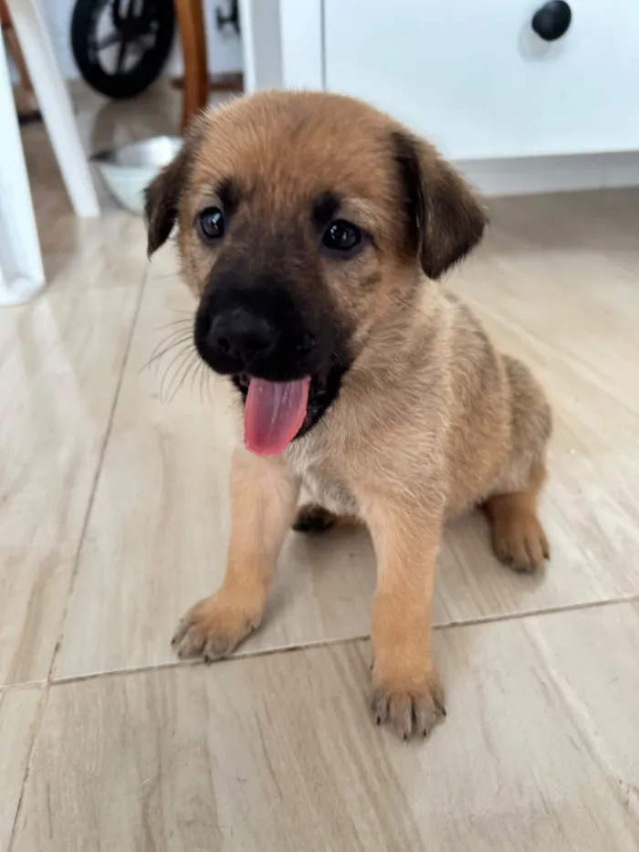 Cachorro raça SRD-ViraLata idade Abaixo de 2 meses nome Minduim