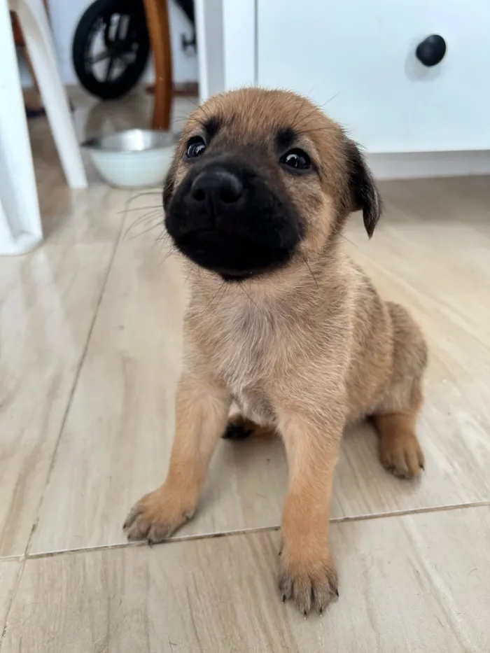 Cachorro raça SRD-ViraLata idade Abaixo de 2 meses nome Minduim