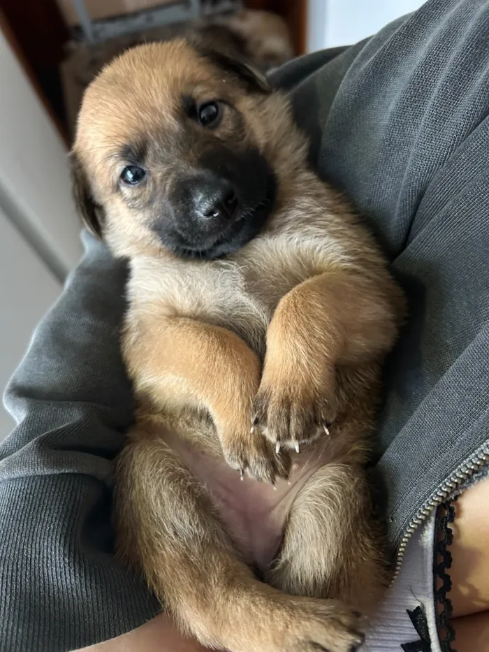 Cachorro raça SRD-ViraLata idade Abaixo de 2 meses nome Minduim