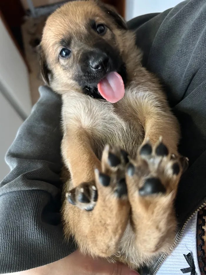 Cachorro raça SRD-ViraLata idade Abaixo de 2 meses nome Minduim