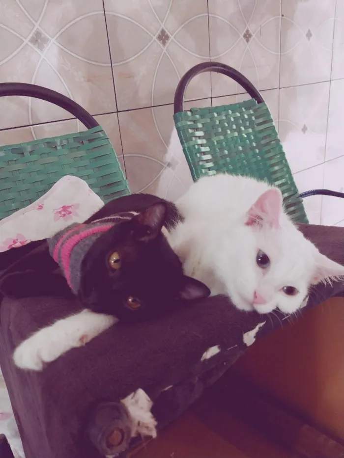 Gato raça SRD-ViraLata idade 2 anos nome Maisy (preta) e Daisy (branca)