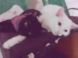 Maisy (preta) e Daisy (branca)