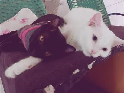 Gato raça SRD-ViraLata idade 2 anos nome Maisy (preta) e Daisy (branca)