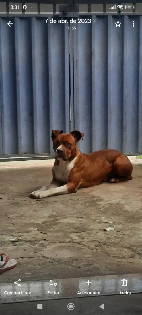 Cachorro raça Pit-Bull idade 2 anos nome Zeus 